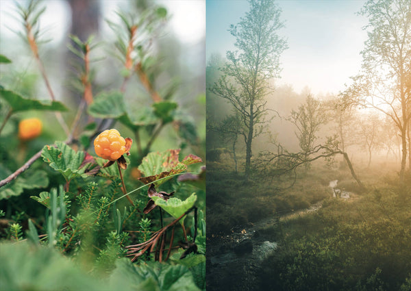 Food in the Wild by Saara Atula + Sonja Lassila
