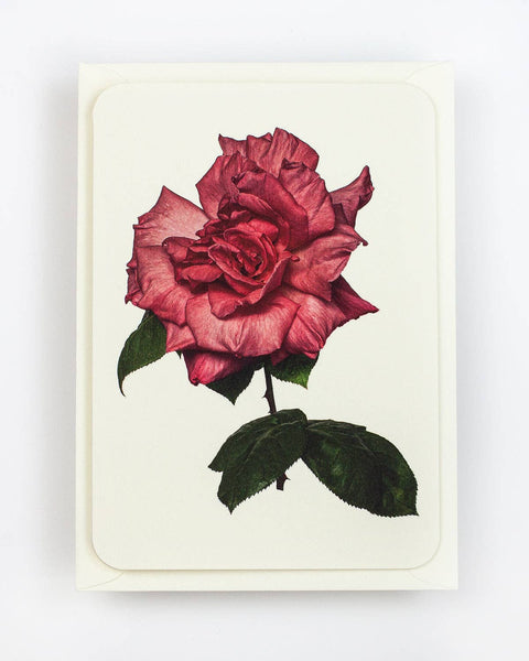 English Garden Roses: Set of 6 Greetings Cards