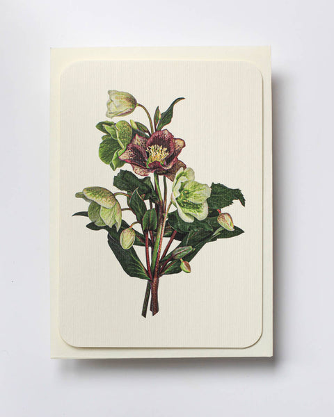 Posy of Hellebore Notecard