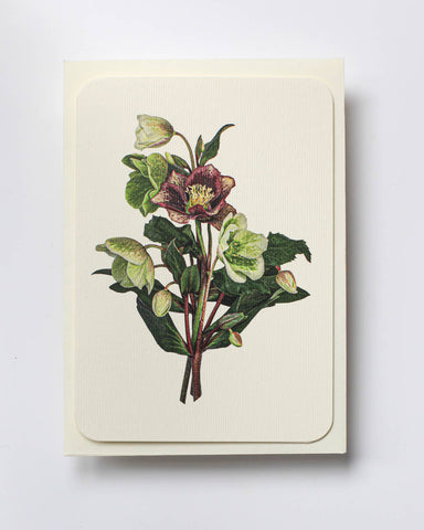 Posy of Hellebore Notecard