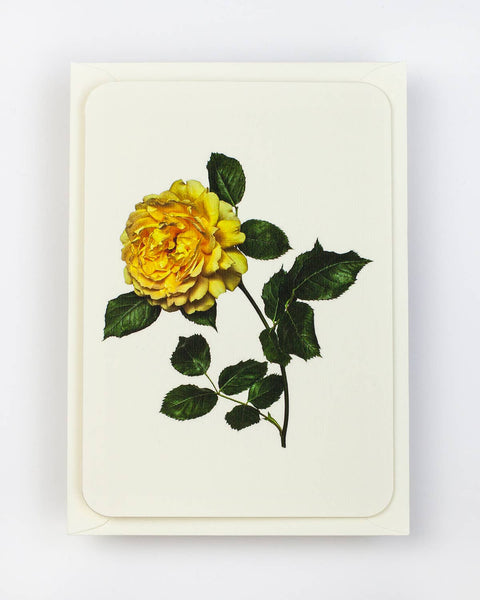 English Garden Roses: Set of 6 Greetings Cards