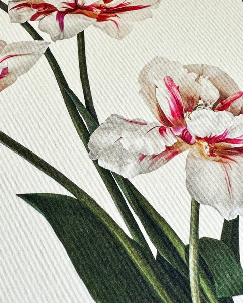 Tulips Greeting Card