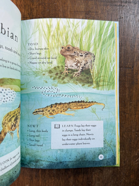 A Field Guide to Spring by Gabby Dawnay & Dorien Brouwers