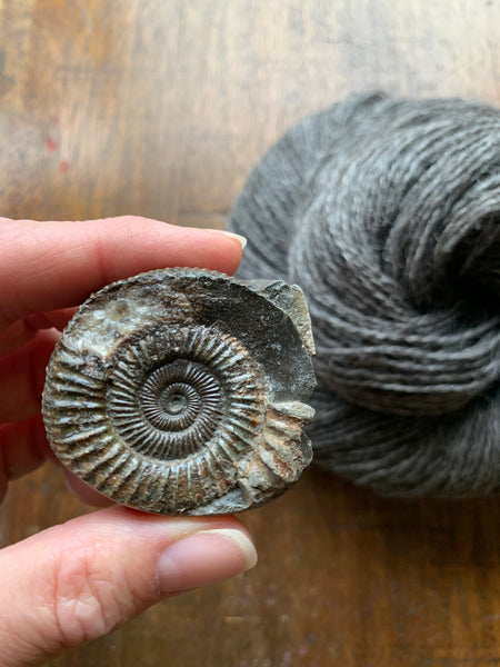 Ammonite 4ply