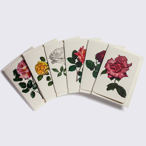 English Garden Roses: Set of 6 Greetings Cards