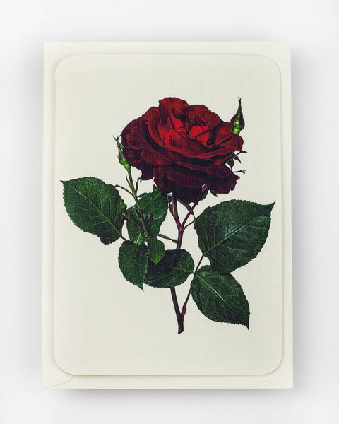 English Garden Roses: Set of 6 Greetings Cards