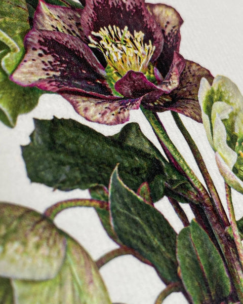 Posy of Hellebore Notecard