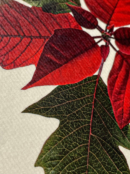 Poinsettia Notecard