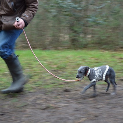 Walkies Dog Coat & Accessories Pattern