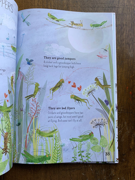 The Big Book of Bugs by Yuval Zommer